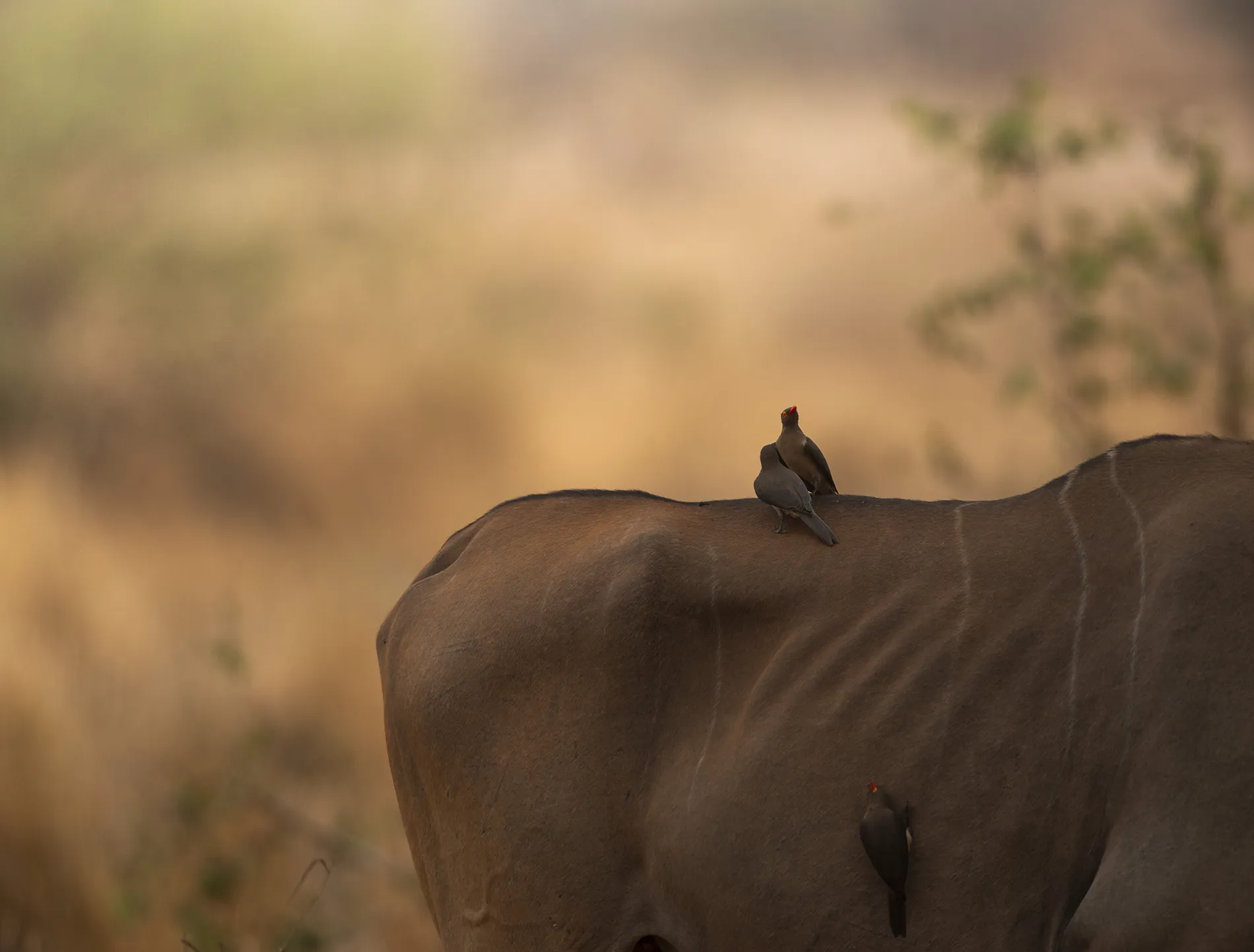 Birding in tanzania safari