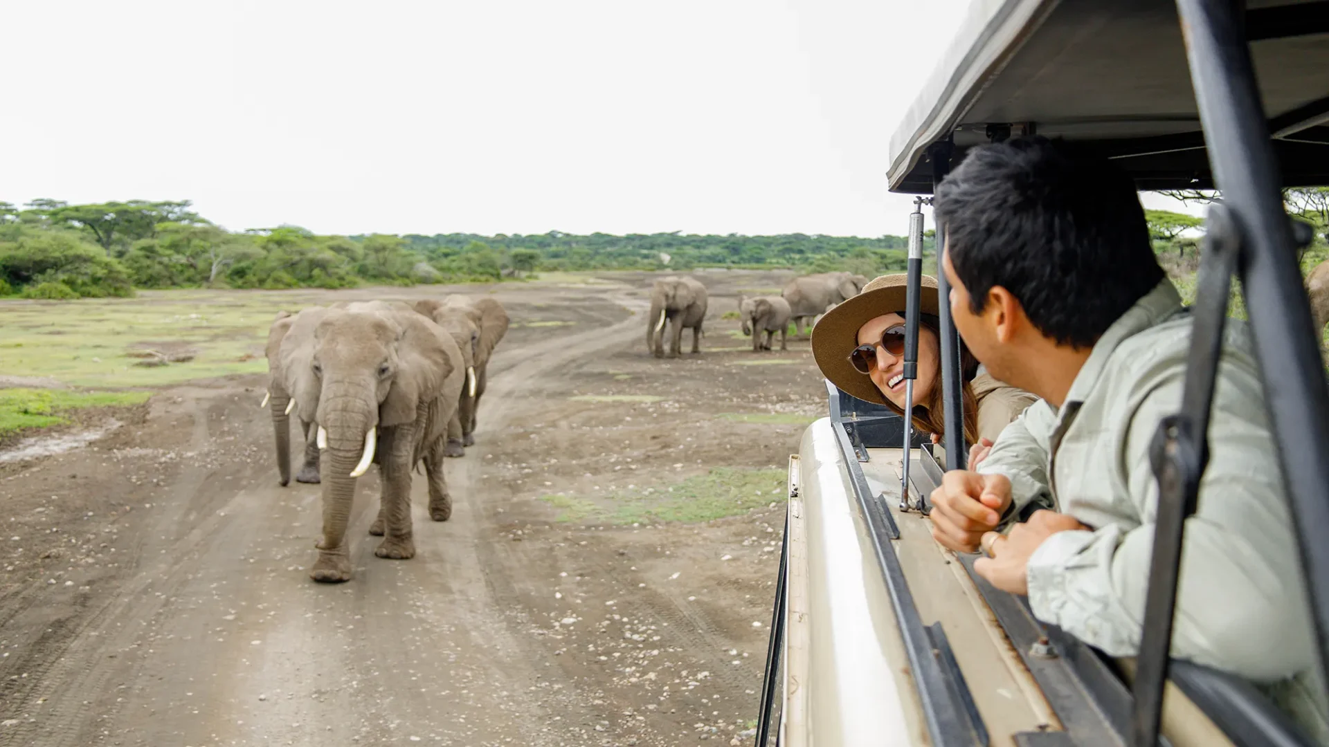 Elephants on safari