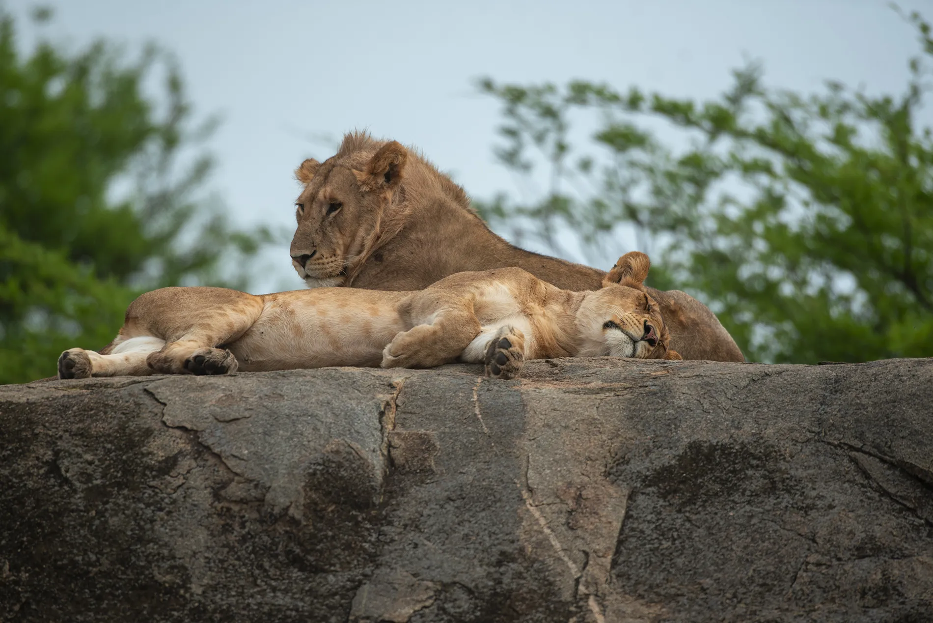 On safari in East Africa